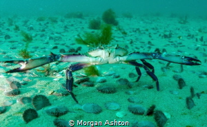 An angry crab atLa Jolla shores by Morgan Ashton 